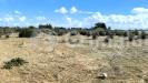 Terreno Agricolo in vendita a Gallipoli - 04, IMG-20251007-WA0004_risultato.jpg