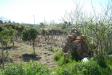 Rustico in vendita con giardino a Lipari in via castellaro - prima periferia panoramica - 02, Giardino