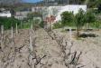 Rustico in vendita con giardino a Lipari in via castellaro - prima periferia panoramica - 03, Giardino