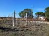 Terreno Agricolo in vendita a Castiglione del Lago - 03