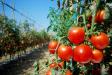 Terreno Agricolo in vendita a Cirimido - 04, come-coltivare-i-pomodori-in-vaso-2.jpg