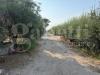 Terreno Agricolo in vendita a Battipaglia - 05, 62d8d92a-4d7a-4b18-abab-479f9a4e563d.JPG