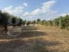 Terreno Agricolo in vendita a Battipaglia - 07, 7bca9f9a-6976-42b8-a5e9-e03960ba0f5a.JPG