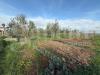 Terreno Agricolo in vendita a Nettuno - 03, WhatsApp Image 2025-02-17 at 16.00.52.jpeg