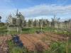 Terreno Agricolo in vendita a Nettuno - 07, WhatsApp Image 2025-02-17 at 16.00.53 (2).jpeg