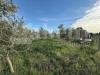 Terreno Agricolo in vendita a Nettuno - 08, WhatsApp Image 2025-02-17 at 16.00.51 (1).jpeg