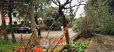Appartamento bilocale in vendita con giardino a Rosignano Marittimo - 03, parco