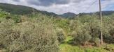 Terreno Agricolo in vendita a Lucca - pieve di brancoli - 03