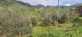 Terreno Agricolo in vendita a Lucca - pieve di brancoli - 04