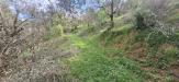 Terreno Agricolo in vendita a Lucca - pieve di brancoli - 06
