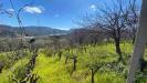 Terreno Agricolo in vendita a Patti - 04, WhatsApp Image 2022-03-15 at 21.11.19.jpeg