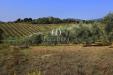 Attivit commerciale in vendita a Gavorrano in localit podere ceretelle - 10
