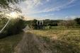 Attivit� commerciale in vendita con giardino a Magliano in Toscana in strada del bronzone - 05