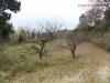 Terreno Agricolo in vendita a San Benedetto del Tronto in contrada santa lucia - 06, Foto 6