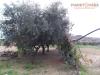 Terreno Agricolo in vendita a Monteprandone in via ottantatreesima strada - 07, Foto 7