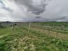 Terreno Agricolo in vendita a Monteprandone in via colle navicchio snc - 03, Foto 4