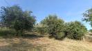 Terreno Agricolo in vendita a Monteprandone in contrada spiagge - 09, Foto 10