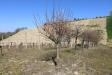 Terreno Agricolo in vendita a Montottone in via del mulino - 02, Foto 2