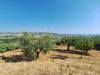 Terreno Agricolo in vendita a Colonnella in contrada san giovanni - 06, Foto 6