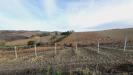 Terreno Agricolo in vendita a Acquaviva Picena in contrada forola - 02, Foto 2