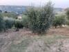 Rustico in vendita con giardino a Acquaviva Picena in contrada paterno - 06, Foto 6