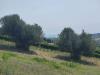 Terreno Agricolo in vendita a Acquaviva Picena in contrada magazzini - 10, Foto 10