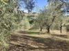 Terreno Agricolo in vendita a Acquaviva Picena in strada provinciale 54 - 06, Foto 6