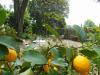 Villa in vendita con giardino a Capannori - 10, Foto 10