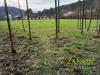 Terreno in vendita a Savogna d'Isonzo - gabria - 05