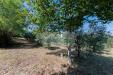 Terreno Agricolo in vendita a Cepagatti in via pignatelli - 04, Foto 4