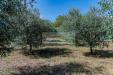 Terreno Agricolo in vendita a Cepagatti in via pignatelli - 06, Foto 6
