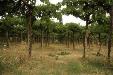 Terreno Agricolo in vendita a Torrevecchia Teatina in via chieti - 02, Foto 2