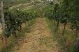 Terreno Agricolo in vendita a Torrevecchia Teatina in via chieti - 05, Foto 5