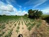 Terreno Agricolo in vendita a Capua in masseria adinolfi - 04, Foto 4