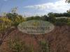 Terreno Agricolo in vendita a Somma Vesuviana - 04, Foto 4