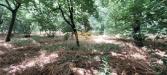 Terreno Agricolo in affitto a San Gennaro Vesuviano - 04, Foto 4