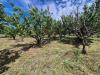 Terreno Agricolo in vendita a Somma Vesuviana - 10, Foto 10