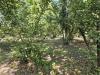 Terreno Agricolo in vendita a Sorbo Serpico - 10, Foto 10