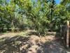 Terreno Agricolo in vendita a Sorbo Serpico - 03, Foto 3