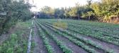 Terreno Agricolo in vendita a Somma Vesuviana in via pigno - 04, Foto 4