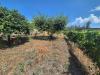 Terreno Agricolo in vendita a Ottaviano in via masseria barra - 04, Foto 4