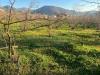 Terreno Agricolo in vendita a Sirignano - 05, Foto 5
