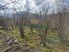 Terreno Agricolo in vendita a Sirignano - 03, Foto 3