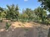 Terreno Agricolo in vendita a Avella - 04, Foto 4