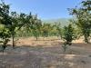 Terreno Agricolo in vendita a Avella - 05, Foto 5