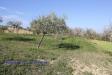 Terreno Agricolo in vendita a Sant'Egidio alla Vibrata - 04, Foto 4