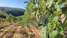 Terreno Agricolo in vendita a San Gimignano - 03, Foto 3