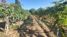 Terreno Agricolo in vendita a San Gimignano - 04, Foto 4