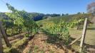 Terreno Agricolo in vendita a San Gimignano - 05, Foto 5