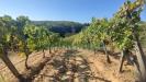 Terreno Agricolo in vendita a San Gimignano - 06, Foto 6